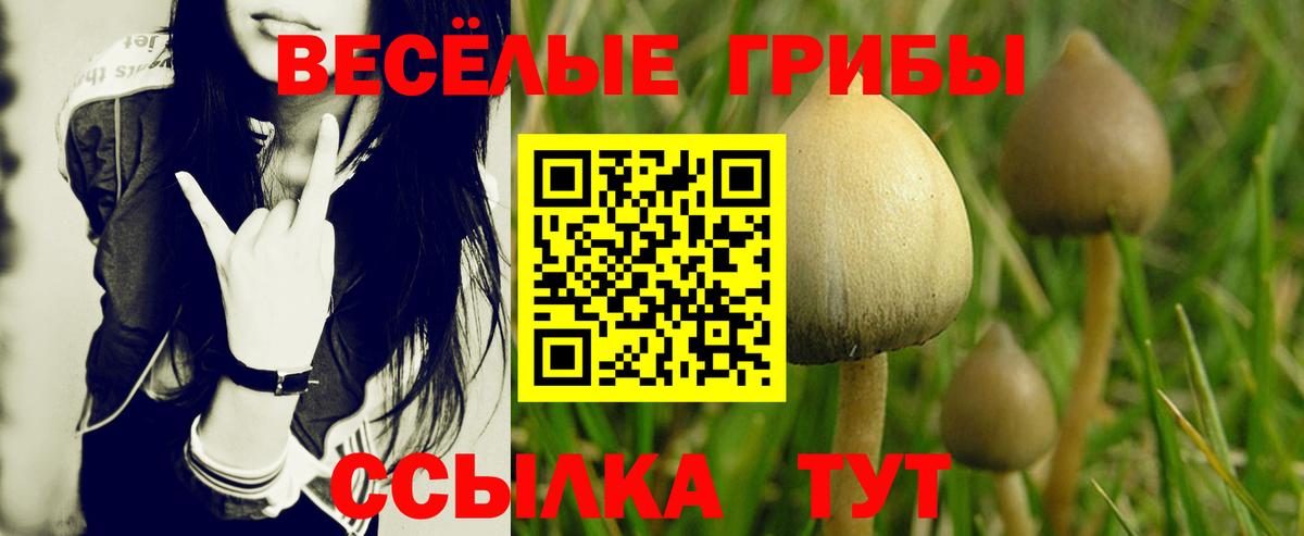 цена   Галлюциногенные грибы MAGIC MUSHROOMS  Вход с VPN  Великие Луки 